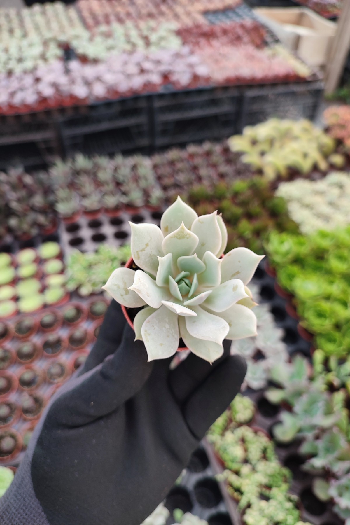 IMG_20260824_163204 Echeveria Lola Ssp. - Görsel 1