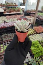 Echeveria Lola Ssp. - Görsel 2