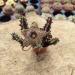 Huernia hybird