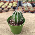 Echinopsis cv. hakujo maru