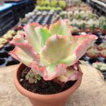 Echeveria gibbiflora