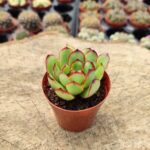 Echeveria Magmapearl