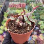 Scilla Socialis -Kamuflaj Yapraklı