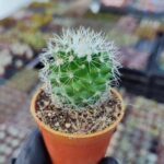 Mammillaria Ssp. Kaktüs