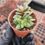 Crassula Frosty