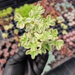 Crassula volkensii cv.variegata