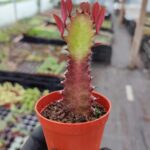 Euphorbia Trigona Red