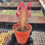 Euphorbia Trigona Red