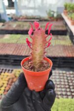 Euphorbia Trigona Red