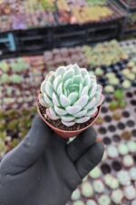 Echeveria elegans raspberry ice - Görsel 2