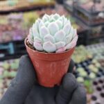 Echeveria elegans raspberry ice