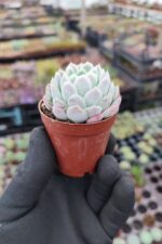 Echeveria elegans raspberry ice