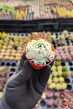 Echeveria elegans raspberry ice - Görsel 2