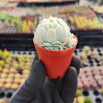 Echeveria elegans raspberry ice