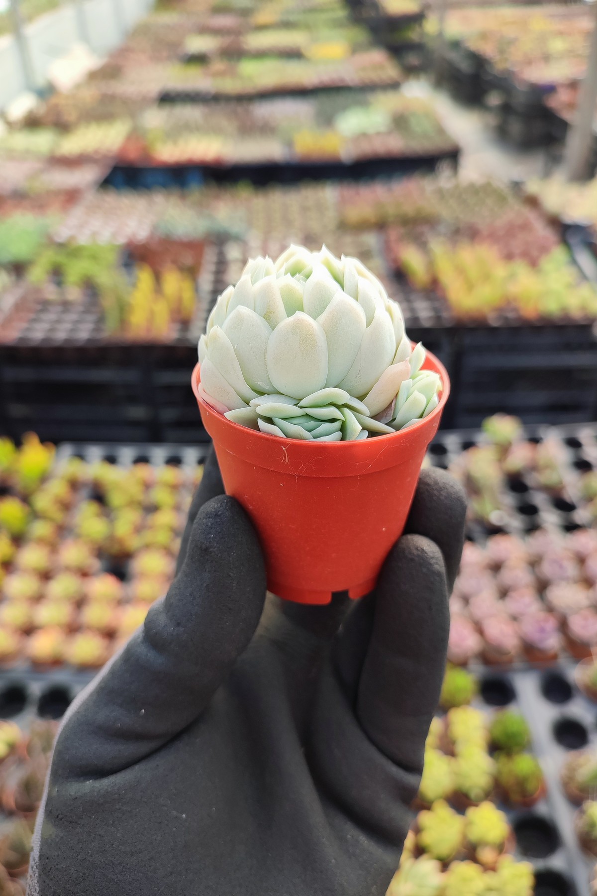 IMG_20260414_154150 Echeveria elegans raspberry ice - Görsel 1