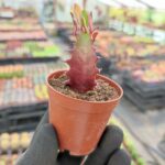 Euphorbia Trigona Red