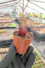 Euphorbia Trigona Red