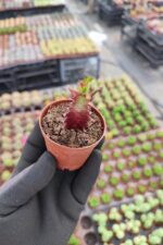 Euphorbia Trigona Red - Görsel 2