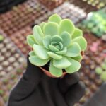 Echeveria elegans raspberry ice