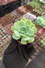 Echeveria elegans raspberry ice