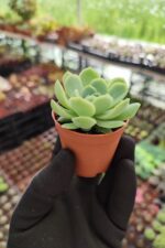 Echeveria elegans raspberry ice - Görsel 2