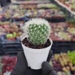 Mammillaria Ssp. Kaktüs