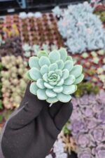 Echeveria elegans raspberry ice