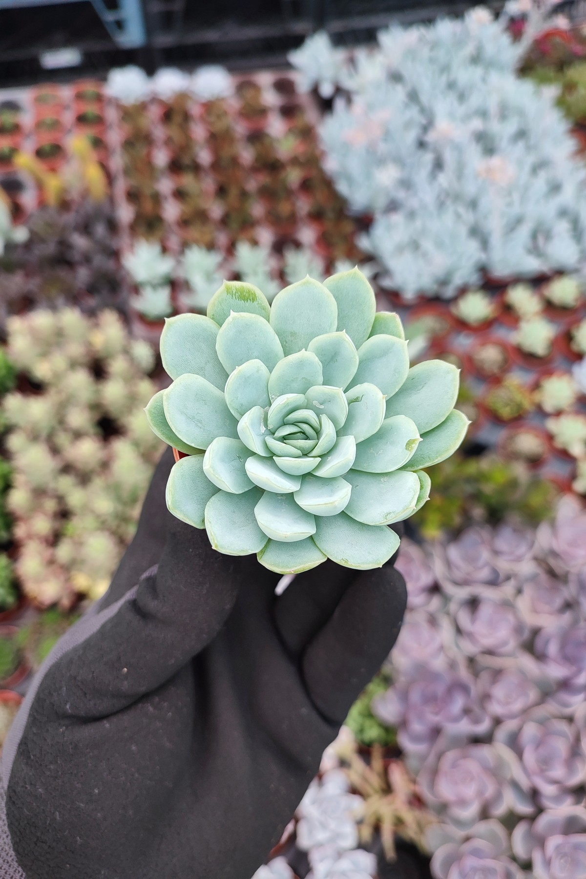 IMG_20260824_171252 Echeveria elegans raspberry ice - Görsel 1