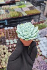 Echeveria elegans raspberry ice - Görsel 2