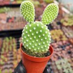 Opuntia Microdasys var. Albispina