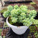 Sedum Burrito Sukulent