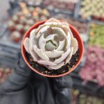 Echeveria Shaviana
