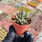 Crassula Justi corderoyi