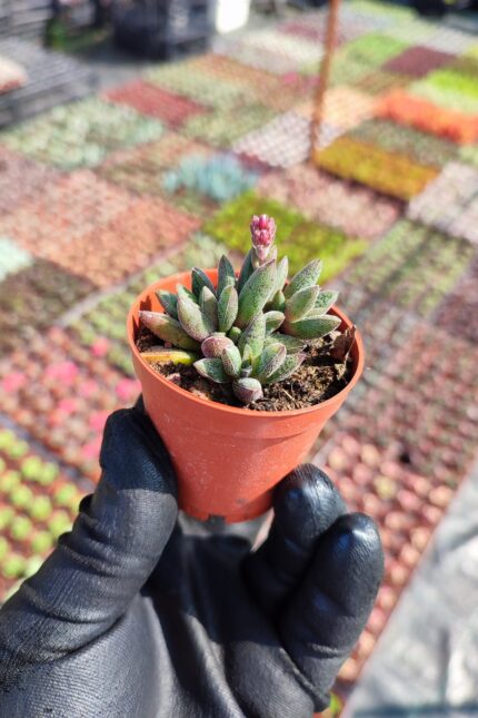 Crassula Justi corderoyi