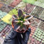 Echeveria Licorice