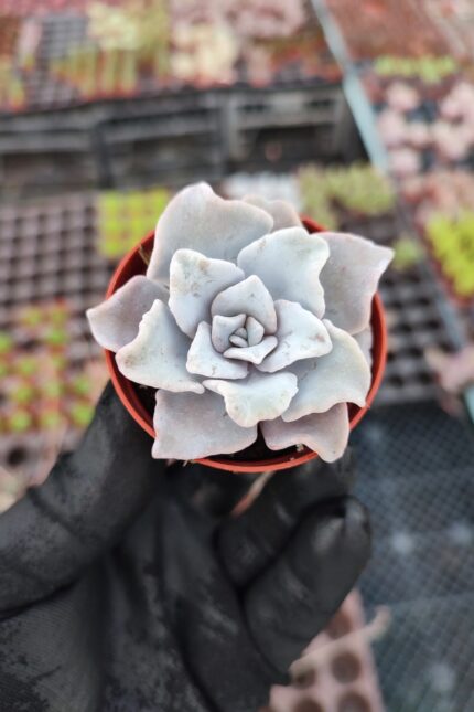 Echeveria Thriller Pearl