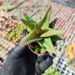 Aloe Black Gem