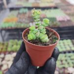 Crassula Marnieriana Hottentot