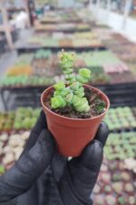 Crassula Marnieriana Hottentot