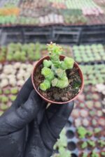 Crassula Marnieriana Hottentot - Görsel 2