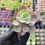 Echeveria suyon
