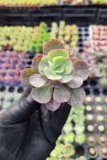 Echeveria suyon