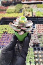 Echeveria suyon - Görsel 2