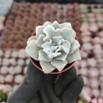 Echeveria Crispate Beauty