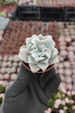 Echeveria Crispate Beauty