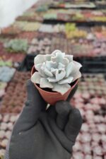 Echeveria Crispate Beauty - Görsel 2