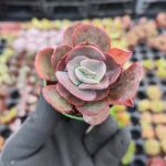 Echeveria suyon