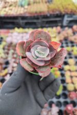 Echeveria suyon
