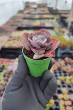 Echeveria suyon - Görsel 2