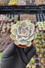 Echeveria Shaviana